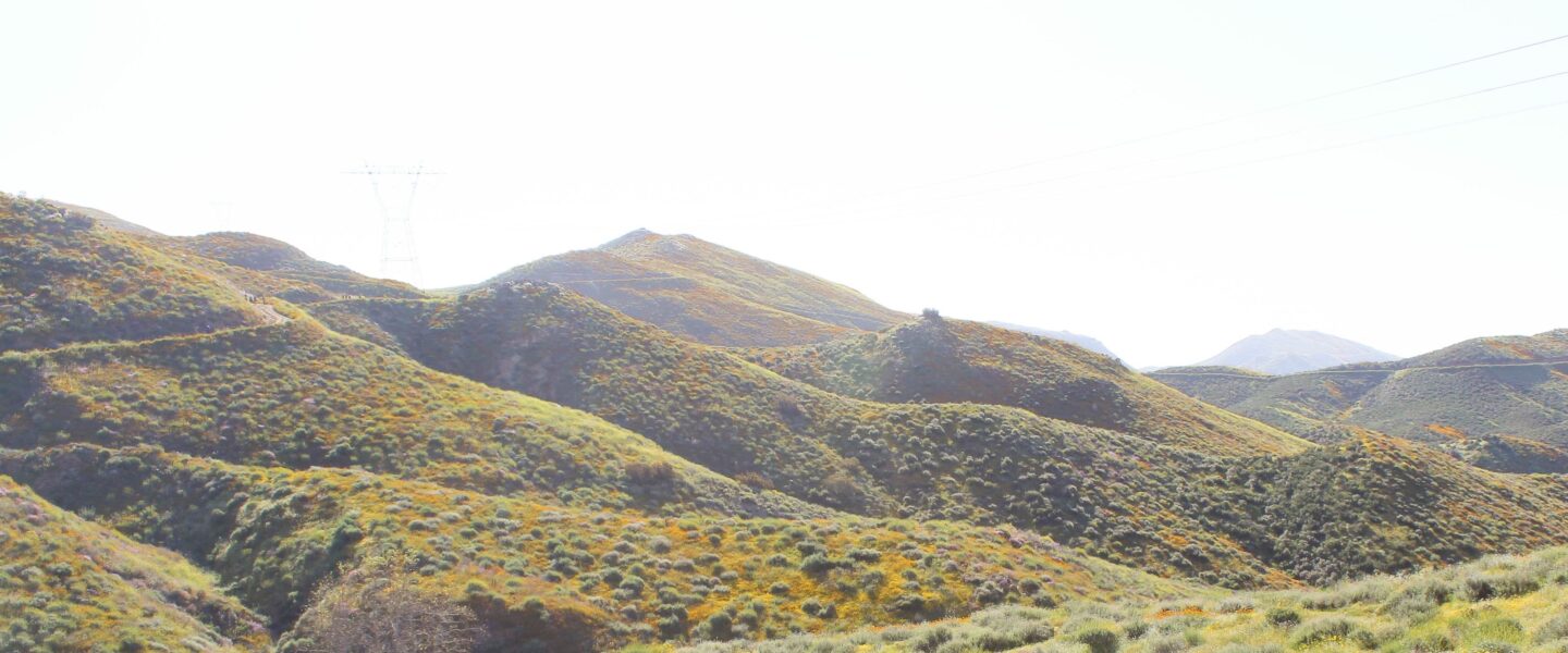 rolling hills filled with orange California poppies